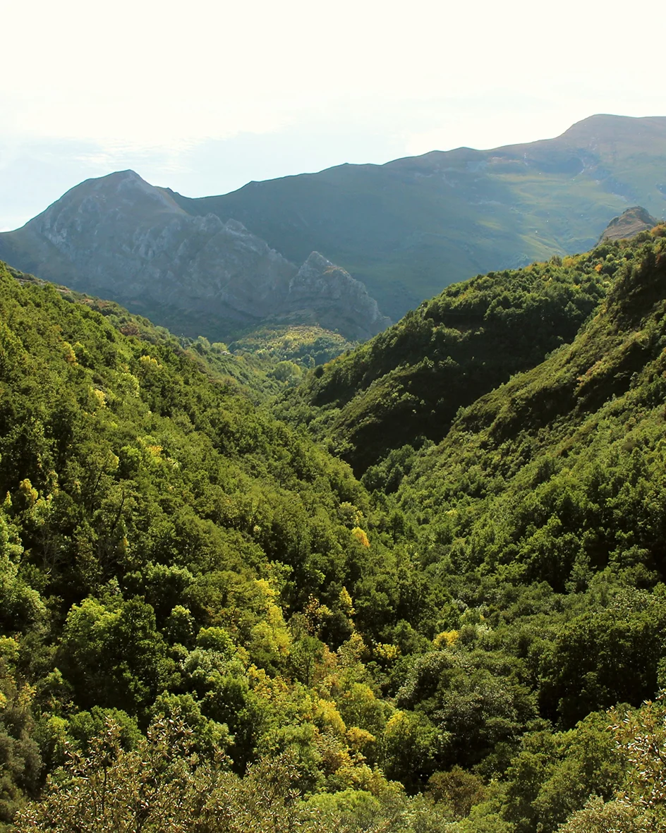 Un valle boscoso de El Bierzo con las montañas al fondo